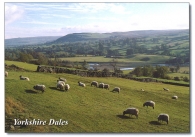 Yorkshire Dales (Swaledale) postcards